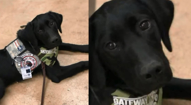Illustration de l'article : Un futur chien d'assistance prend la fuite après un accident de la route